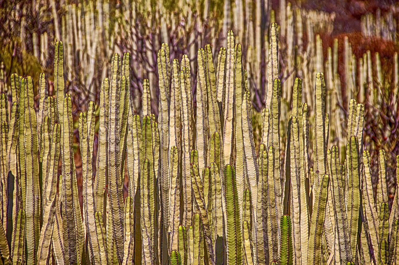 desert landscaping cactus plants